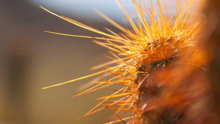 How To Stream Live Cricket Match On Cricbet99 Vip?